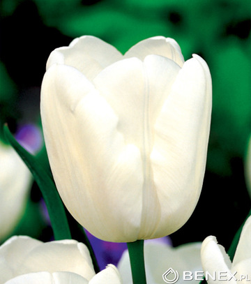 Skrzynka Połówkowa Tulipan - Tulipan Biały 12/+ 200 Szt.