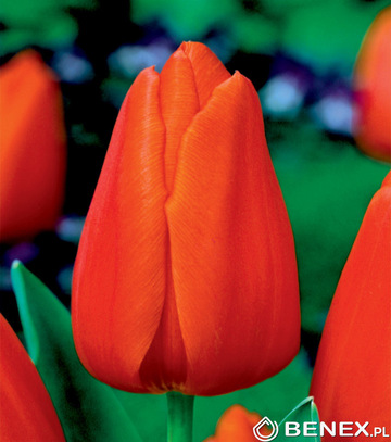 Skrzynka Połówkowa Tulipan - Tulipan Pomarańczowy 12/+ 200 Szt.