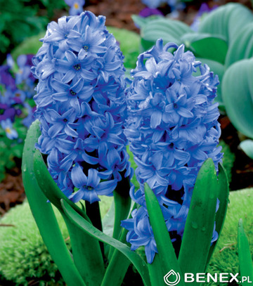 Skrzynka Połówkowa Hyacinthus - Hiacynt Niebieski 18/19 50 Szt.