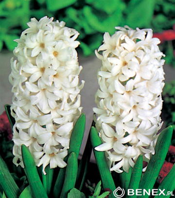 Skrzynka Połówkowa Hyacinthus - Hiacynt Biały 18/19 50 Szt.