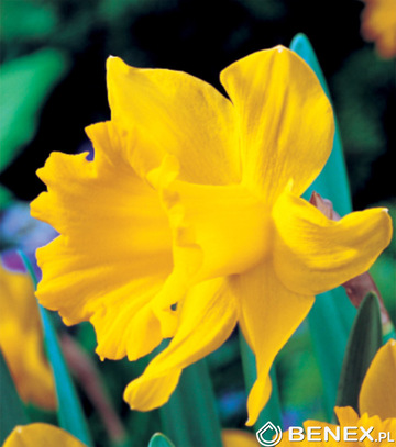 Skrzynka Połówkowa Narcissus - Narcyz Trąbkowy Żółty 14/16 100 Szt.