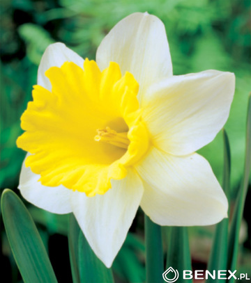Skrzynka Połówkowa Narcissus - Narcyz Trąbkowy Biało Żółty 14/16 100 Szt.