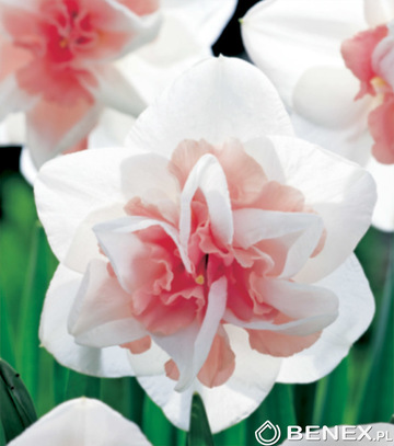 Skrzynka Połówkowa Narcissus - Narcyz Pełny Biało Różowy 14/16 100 Szt.