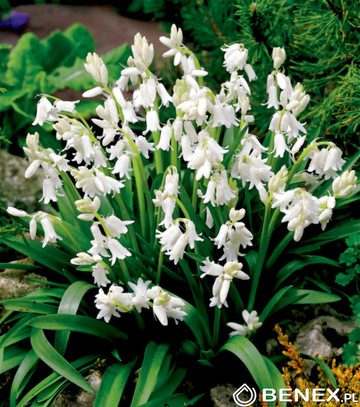 Scilla Campanulata - Cebulica Hiszpańska Biała 8/10 1 Szt.