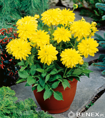 Dahlia - Dalia Melody Latin I 1 Szt.
