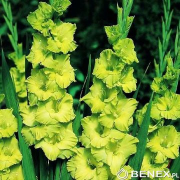 Singiel Gladiolus - Mieczyk Zielony 16/+ 40 Szt.