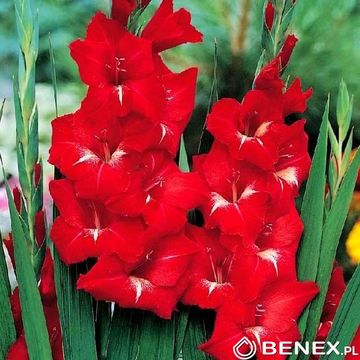 Gladiolus - Mieczyk Czerwono-Biały 16/+ 1 Szt.