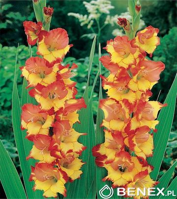 Gladiolus - Mieczyk Czerwono-Żółty 16/+ 1 Szt.