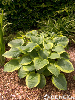 Singiel Hosta - Funkia Abiqua Moonbeam I 6 Szt.