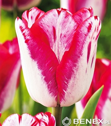 Tulipa - Tulipan Just Kissed 11/12 1 Szt.