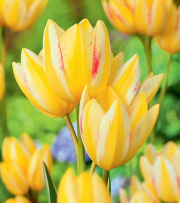 Singiel Tulipa - Tulipan Antoinette 11/12 50 Szt.
