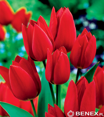 Singiel Tulipa - Tulipan Fiery Club 12/+ 50 Szt.