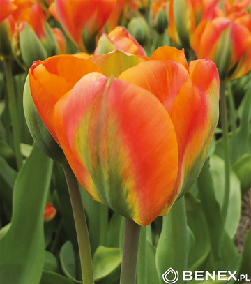 Singiel Tulipa - Tulipan Orange Marmelade 11/12 50 Szt.