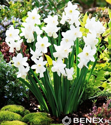Narcissus - Narcyz Silver Bouquet 12/14 1 Szt.