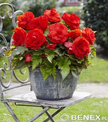 Singiel Begonia Superba Czerwona 5/+ 20 Szt.
