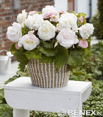 Singiel Begonia Superba Biała 5/+ 20 Szt.