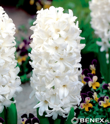 Hyacinthus - Hiacynt White Pearl 16/18 1 Szt.