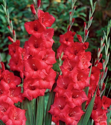 Kapers Gladiolus - Mieczyk Amber Mistique 12/14 7 Szt.