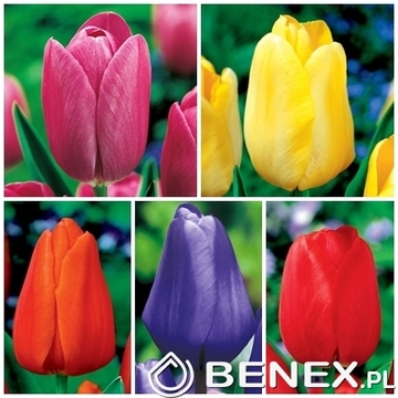Showbox Połówkowy Tulip - Tulipan Zestaw Promocyjny "1" 12/+ 125 Szt.