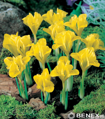 Iris Reticulata - Kosiaciec Żyłkowany Danforda 5/+ 1 Szt.