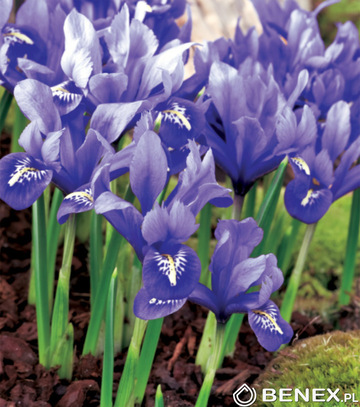 Iris Reticulata - Kosiaciec Żyłkowany  5/+ 1 Szt.