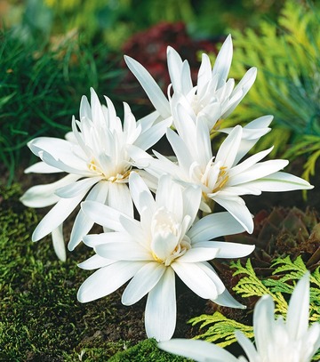 Colchicum Alboplenum Alba - Zimowit Pełny Biały 16/+ 1 Szt.