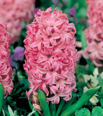 Kapers Hyacinthus - Hiacynt Pink Pearl 16/18 3 Szt.
