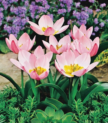 Kapers Tulipa - Tulipan Saxatilis 6/7 5 Szt.