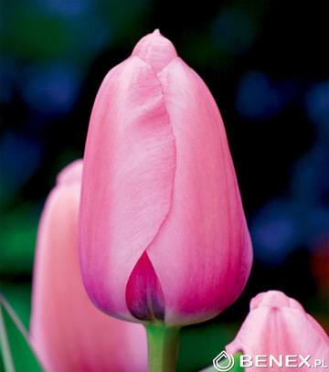 Kapers Tulipa - Tulipan Pink Impression 11/12 5 Szt.
