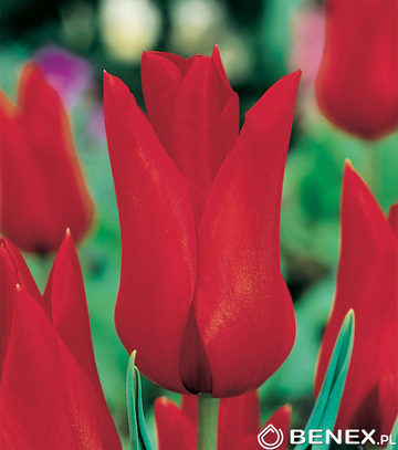 Kapers Tulipa - Tulipan Pretty Woman 11/12 5 Szt.