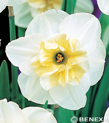 Narcissus - Narcyz Papilon Blanc 12/14 1 Szt.