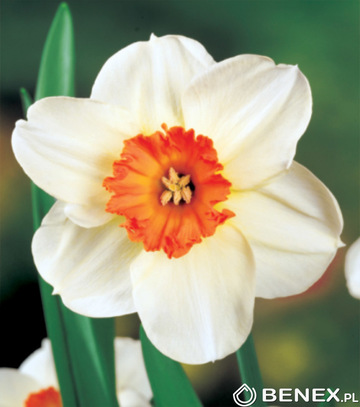 Narcissus - Narcyz Barret Browing 14/16 1 Szt.