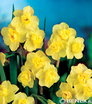 Narcissus - Narcyz Yellow Cheerfulness 12/14 1 Szt.