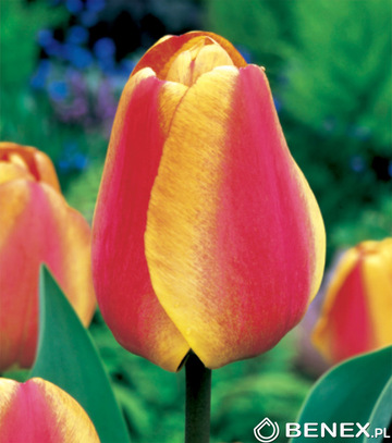 Tulipa - Tulipan Apeldorn'S Elite 11/12 1 Szt.