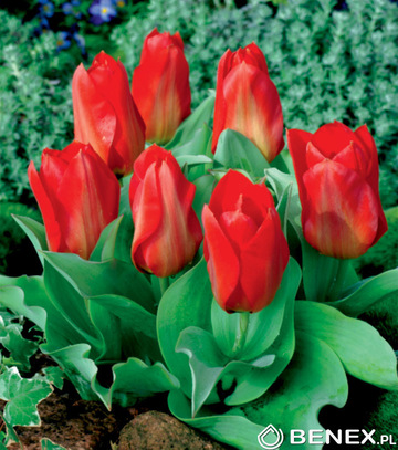 Tulipa - Tulipan Princeps  10/11 1 Szt.