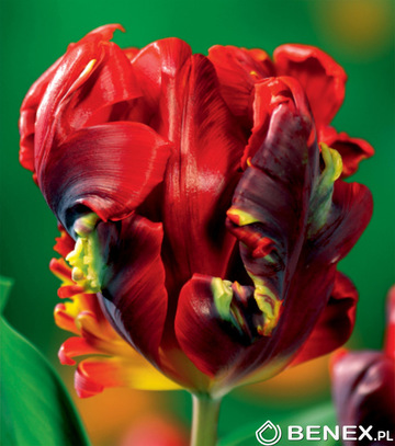 Tulipa - Tulipan Rococo 11/12 1 Szt.