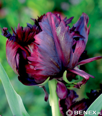 Tulipa - Tulipan Black Parrot 11/12 1 Szt.