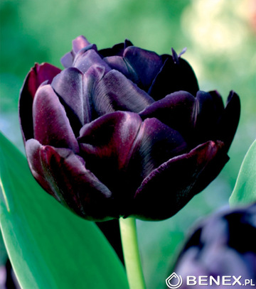 Tulipa - Tulipan Black Hero 11/12 1 Szt.