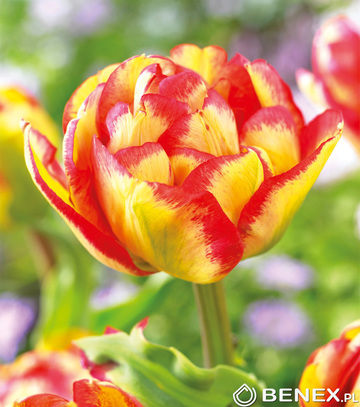 Tulipa - Tulipan Sundowner 12/+ 1 Szt.