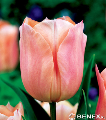Tulipa - Tulipan Apricot Beauty 11/12 1 Szt.