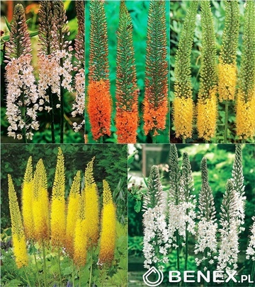 Showbox Eremurus - Pustynnik Himalajski I Wybór 40 Szt.