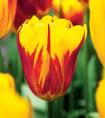 Tulipa - Tulipan Washington 11/12 1 Szt.