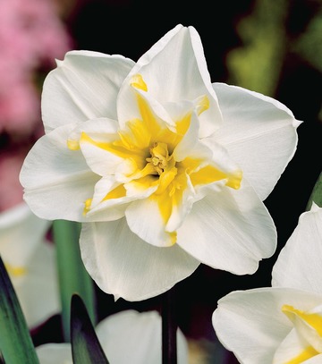 Singiel Narcissus - Narcyz Lemon Beauty 12/14 30 Szt.