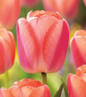 Singiel Tulipa - Tulipan Apricot Pride 11/12 50 Szt.