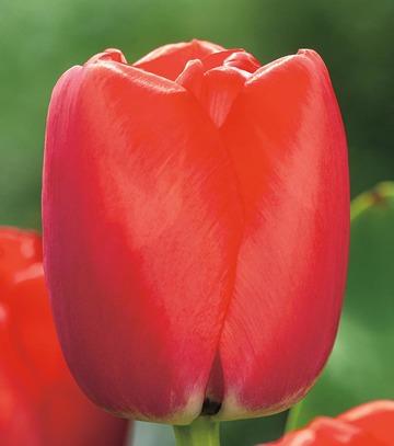 Singiel Tulipa - Tulipan Red Pride 11/12 50 Szt.