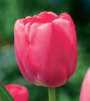 Singiel Tulipa - Tulipan Pink Pride 11/12 50 Szt.