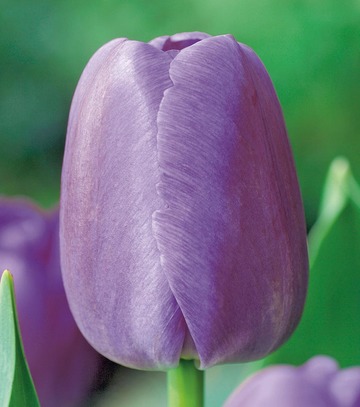 Singiel Tulipa - Tulipan Purple Pride 11/12 50 Szt.