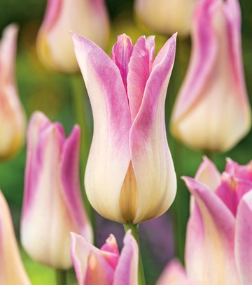 Singiel Tulipa - Tulipan Elegant Lady 11/12 50 Szt.