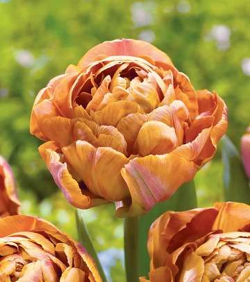 Singiel Tulipa - Tulipan Garden Flevor 11/12 30 Szt.
