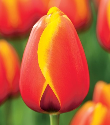Singiel Tulipa - Tulipan World Friend 11/12 50 Szt.